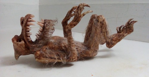 Werewolf fetus sideshow gaff - werewolf,