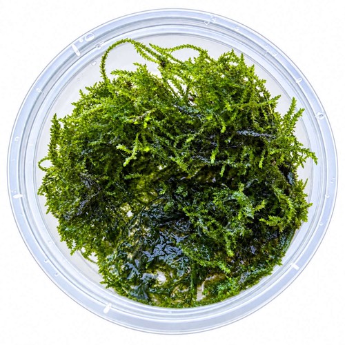 Weeping moss portion - weeping,