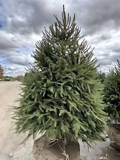2 live NORWAY spruce trees 2-3