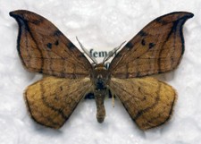 Dusky Hook‑tip Moth (Drepana