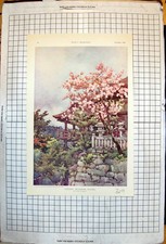 Old Cherry Blossom Kyoto Ella Du Cane Plucking Ostrich Feathers 1904 20th