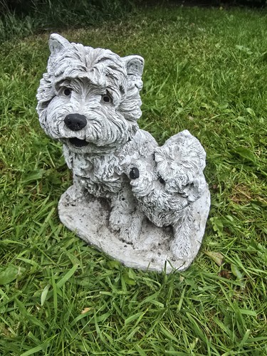 Westie dog and - dog,