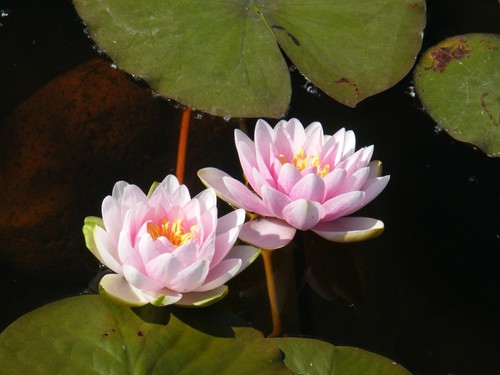 Nymphaea madame wilfron - nymphaea, 'madame