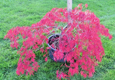 Mature, Purple dissected Japanese Maple. Acer palmatum dissectum Tamukeyama