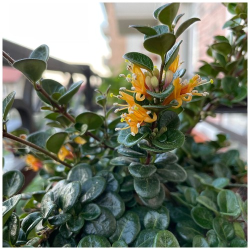 Honeysuckle lonicera - honeysuckle,