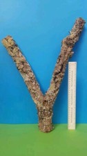 CORK BARK BRANCH 52CM LEOPARD