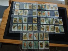 FIVE PAGES CIGARETTE CARDS WILLS BIRDS BEASTS AND FISHES