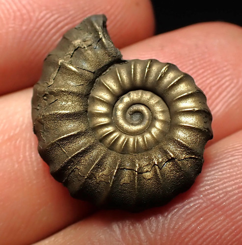 Promicroceras pyritosum