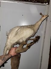 Stunning Taxidermy Peacock blue black white Interior exotic tropical bird