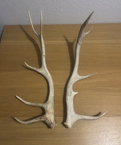 Red deer stag antler pair - stag,