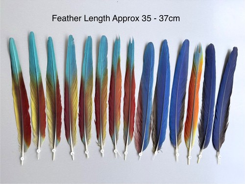 Parrot macaw feather - macaw, crafts