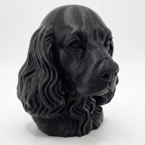 American cocker spaniel dog - cocker,
