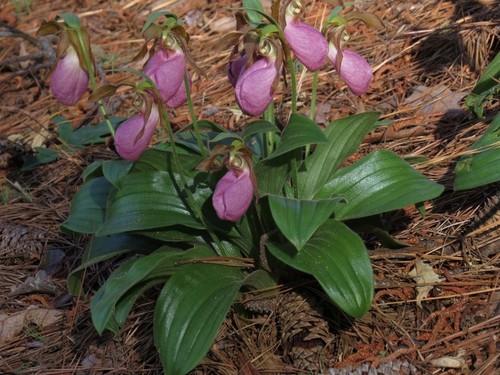 Rare pink slipper cypripedium - rare,