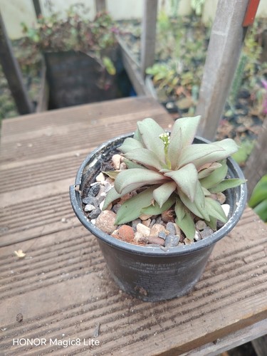 Crassula orbicularis plant
