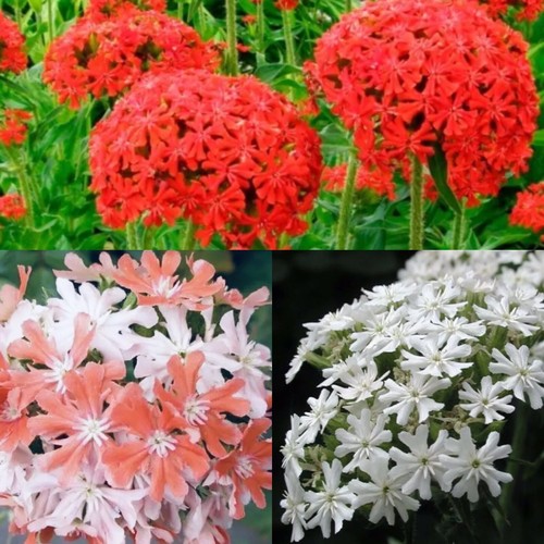 300 maltese cross lychnis - x,