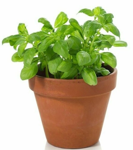 6300 seeds basil large sweet - seeds,