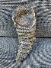 Rare fossil horn - rare,