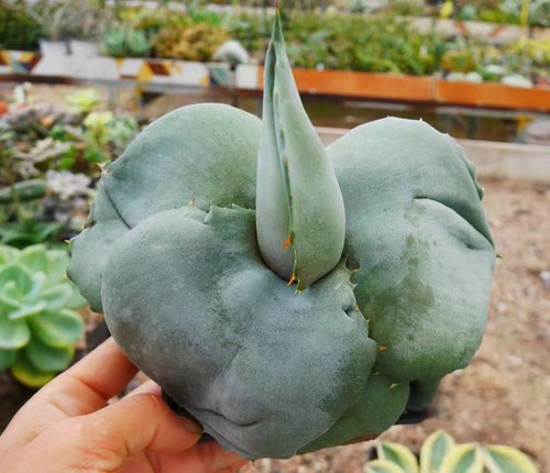 Agave marmorata raresucculent - agave,