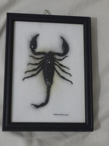 Real black scorpion - black,