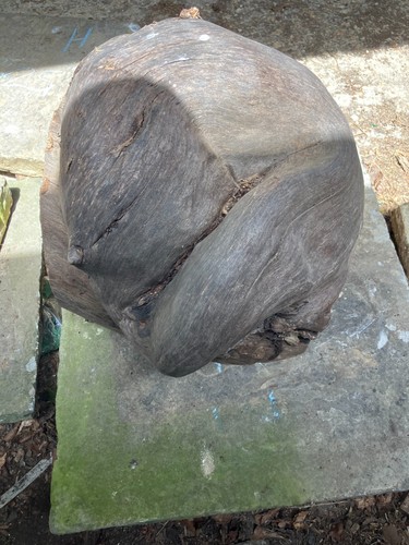 Elm burl burr - elm, burl,
