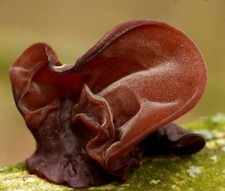 Jelly Ear/Judas's ear/Jew's