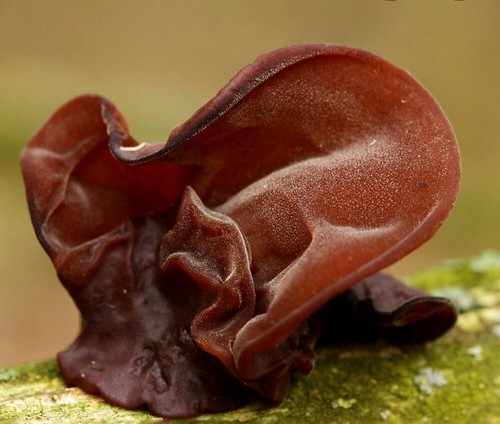 Jelly ear judas - ear/judas's, ear/jew's
