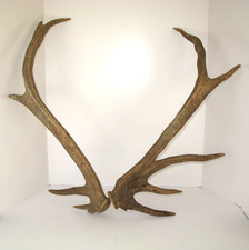 PAIR LARGE RED DEER ANTLERS HORNS 10 POINT 5 & 5 TINES 76 & 77cm TAXIDERMY