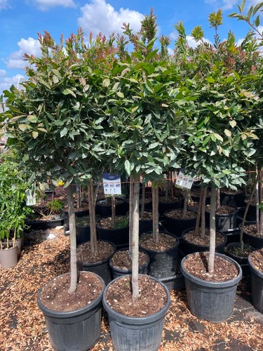Bay tree various sizes - -,