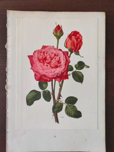Vintage orig colour - orig.,