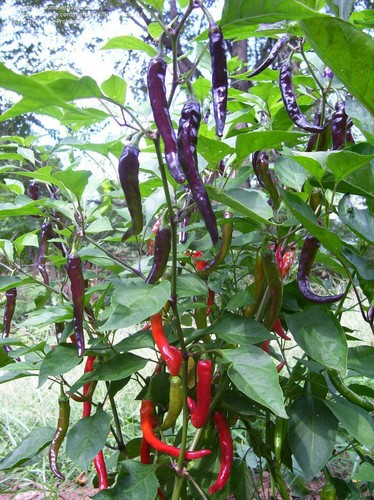 Pepper chilli cayenne - pepper,