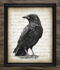 Raven Print, Crow Bird Wall Art, Vintage Style Drawing, Corvid Carrion Crow