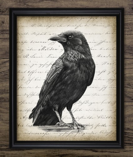 Raven print crow - raven, print,