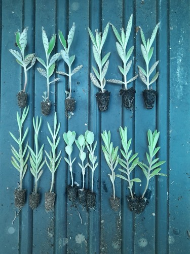 Large plug plants - ,