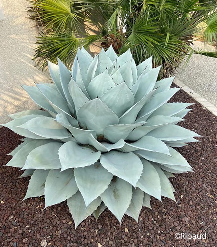 Agave ovatifolia seeds - agave, 10