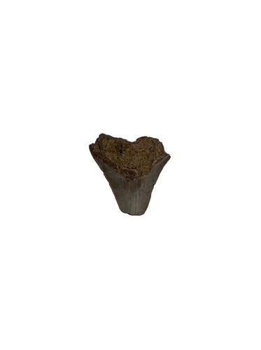 Megalodon shark tooth fragment - shark,