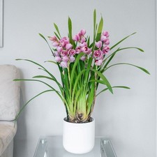 50cm Cymbidium Piccobello Pink