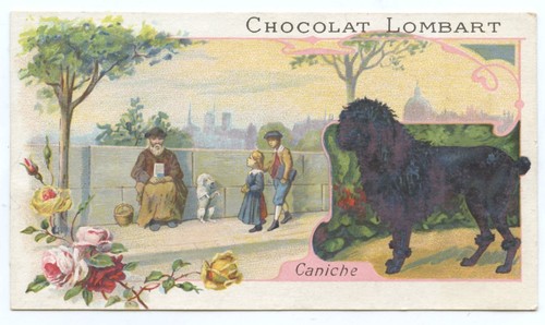 Chocolate lombart dog - chocolate,