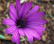 Osteospermum Tresco Purple ex