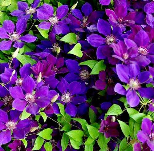 Clematis jackmanii large - clematis,