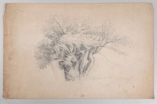 Antique Oak Walnut Tree Study