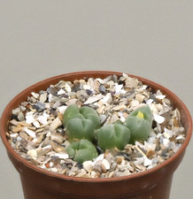 Conophytum with tiny heads - Succulent