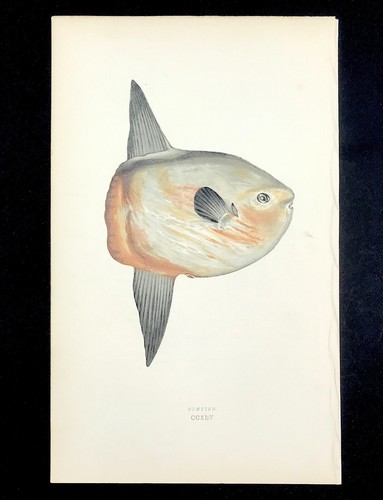 British islands fishes - ,