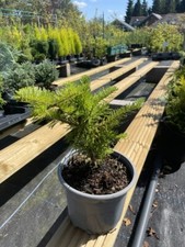 Balsam Fir | Fragrant Abies