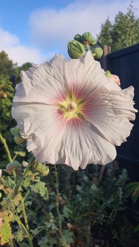 Hollyhock white alcea rosea - hollyhock,
