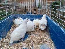 ?Best option ✳️ 9 English white quail Eggs❇️ 3 Extra! ❇️FreeShipping ✅