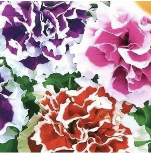 Petunia trailing double giant - double,
