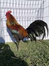 DoubleHFarm|| Dozen Fertilized