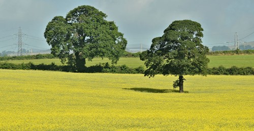 Photo 6x4 oilseed rape - oilseed, lambeg