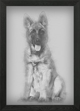 Belgian Shepherd dog 4 mon