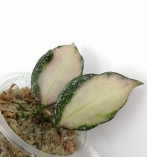 Hoya Nabawanensis variegated 